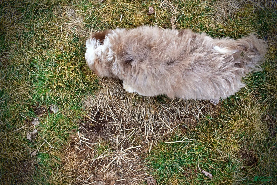 Havapoo dogs for sale: Webster - Ad 9