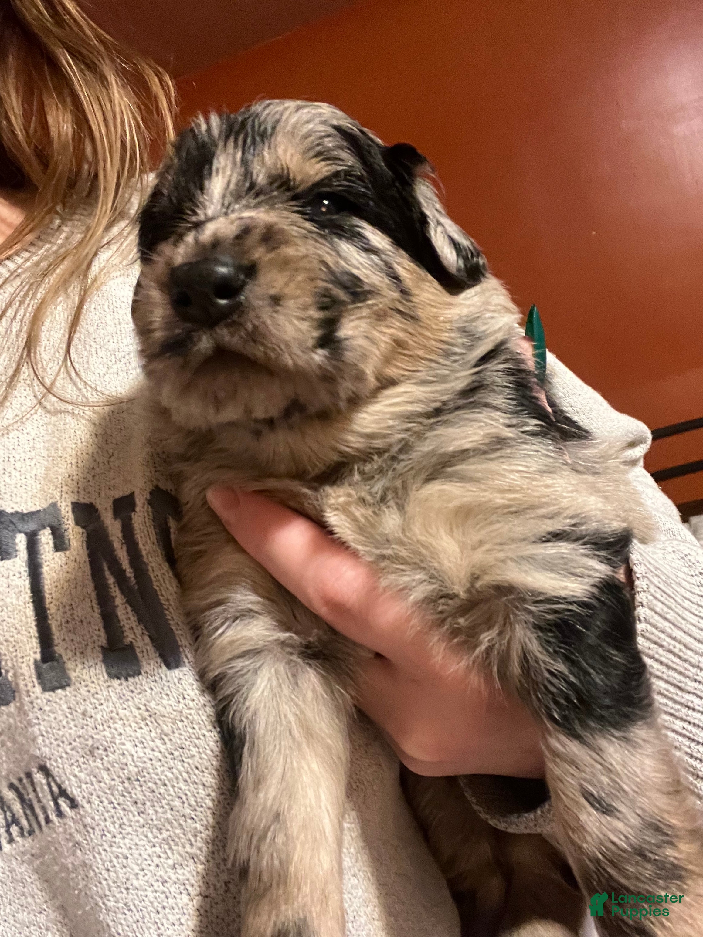 Mixed Breed dogs Mixed Breed Puppy 5 - Ad 6