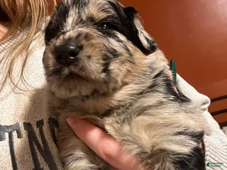 Mixed Breed dogs Mixed Breed Puppy 5 - Ad 20
