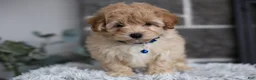 Maltipoo dogs for sale: Phoebe  - Ad 2