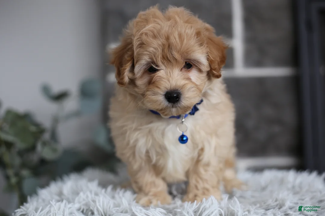 Maltipoo dogs for sale: Phoebe  - Ad 2