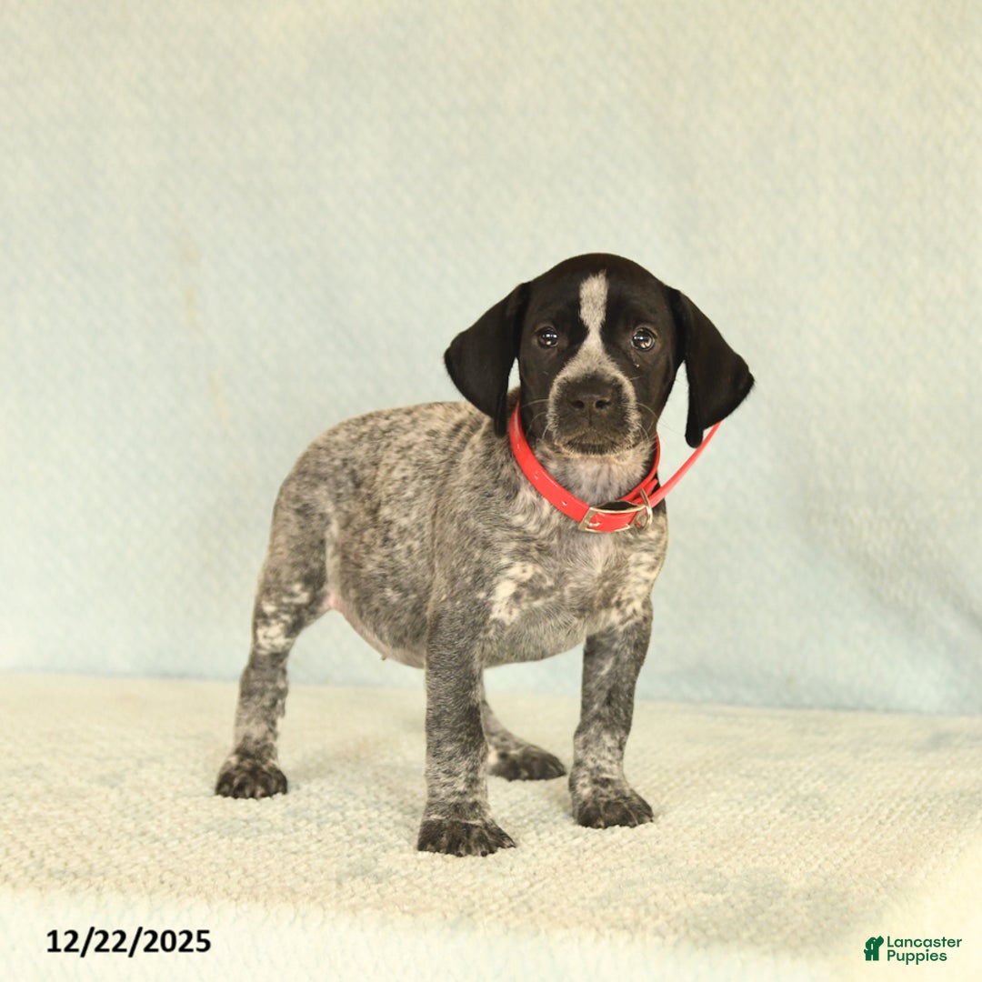 German Shorthaired Pointer dogs for sale: Tami - Ad 4