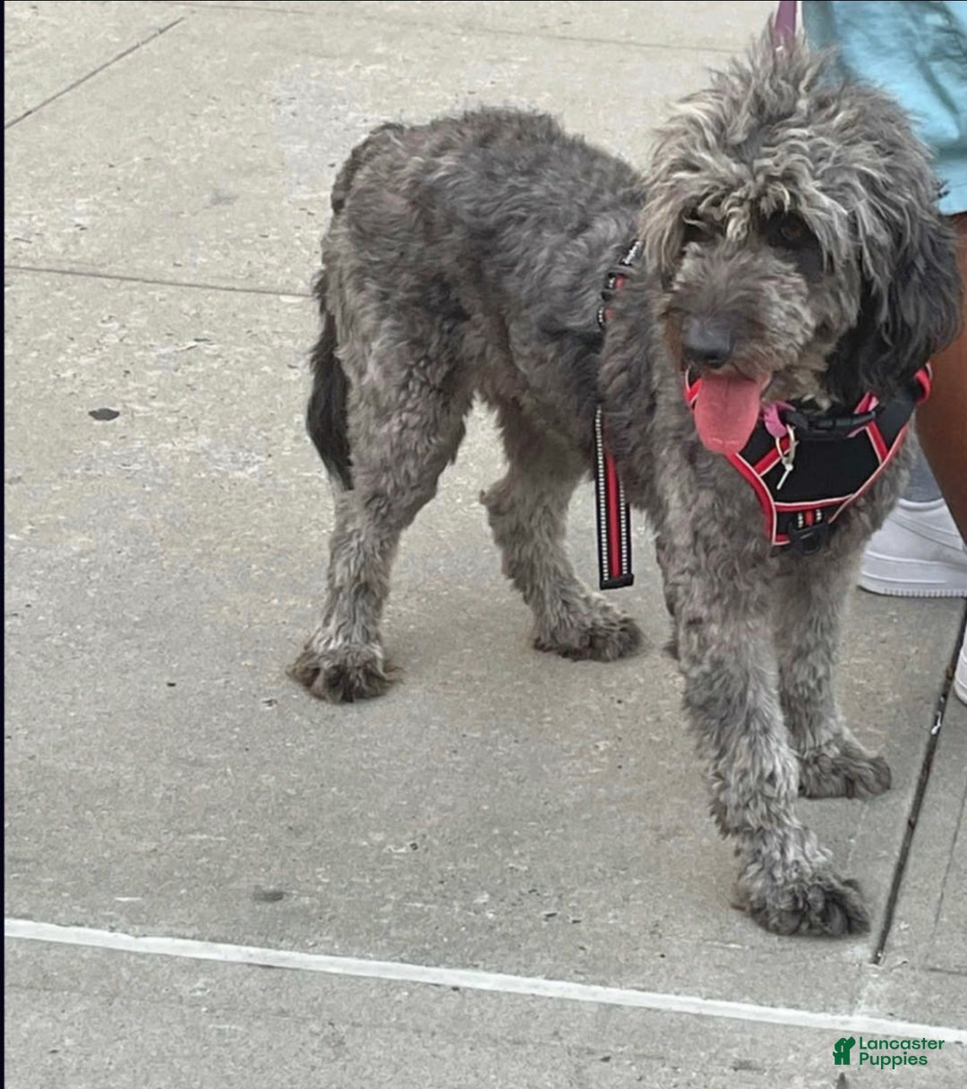 Aussiedoodle dogs for sale: Andera  Anna - Ad 5