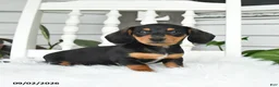 Dachshund dogs for sale: Tessa - Ad 1