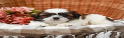 Shih Tzu dogs for sale: Tucker - Ad 6