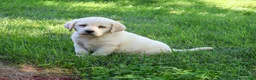 Labrador Retriever dogs for sale: Bubbles - Ad 2