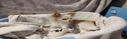 Chihuahua dogs for sale: Mia - Ad 4