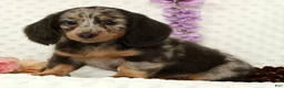 Miniature Dachshund dogs for sale: Weston - Ad 3