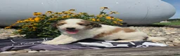 Mixed Breed dogs for sale: Rock - Ad 1
