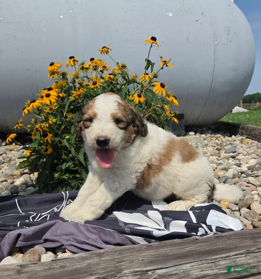 Mixed Breed dogs for sale: Rock - Ad 1