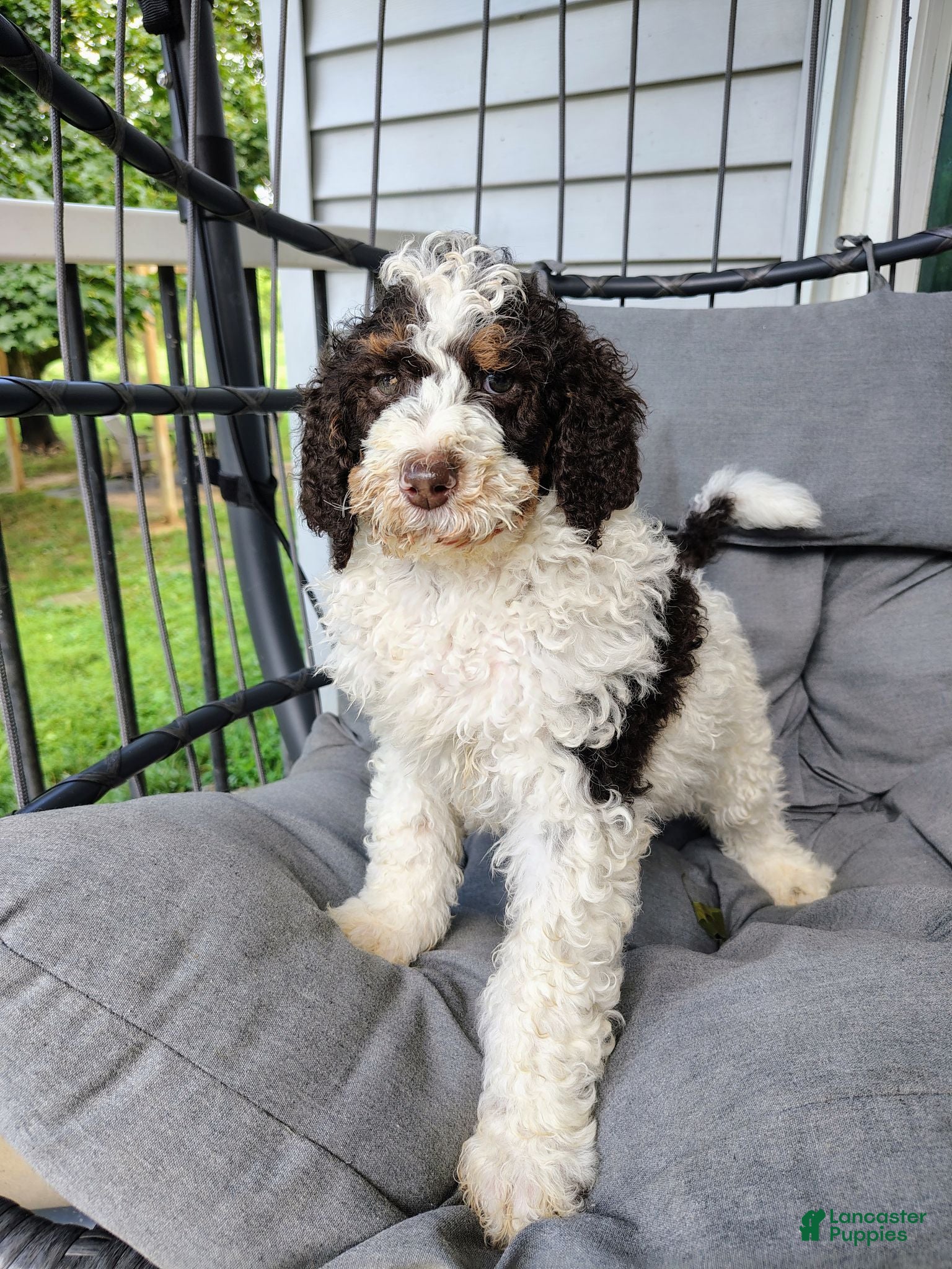 Standard Poodle dogs Cutlass  - Ad 1