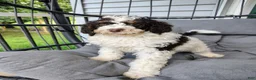 Standard Poodle dogs for sale: Cutlass  - Ad 1