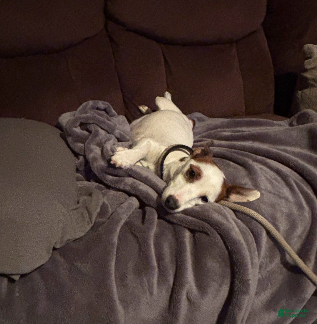 Jack Russell Terrier dogs Jack Russell Terrier Puppy 3 - Ad 2