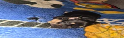 French Bulldog dogs for sale: French Bulldog Puppy 1 - Ad 2