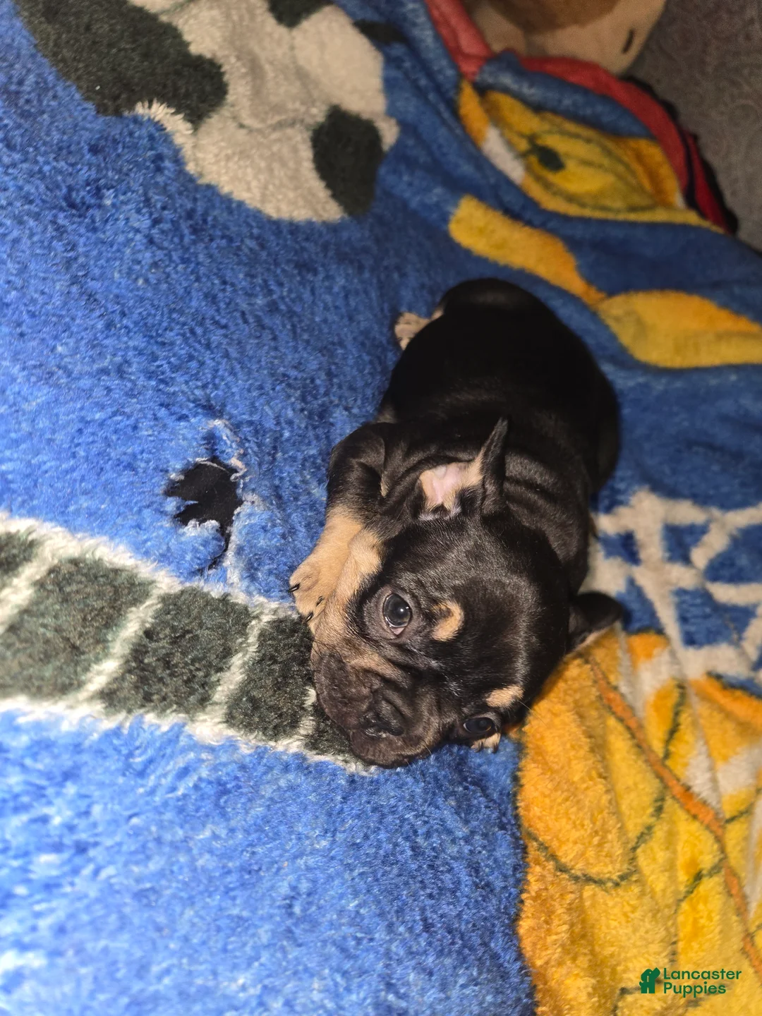 French Bulldog dogs for sale: French Bulldog Puppy 1 - Ad 2