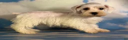 Schnoodle dogs for sale: Pearl - Ad 3