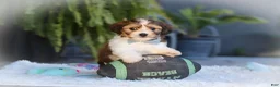 Cavachon dogs for sale: Hayes - Ad 8