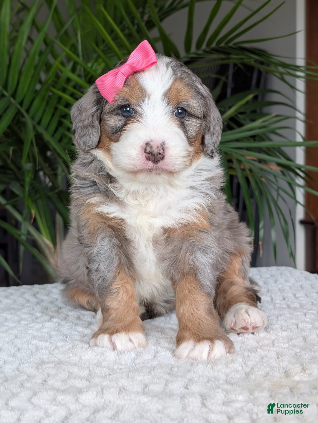 Mini Bernedoodle dogs for sale: Mini Allie  - Ad 7