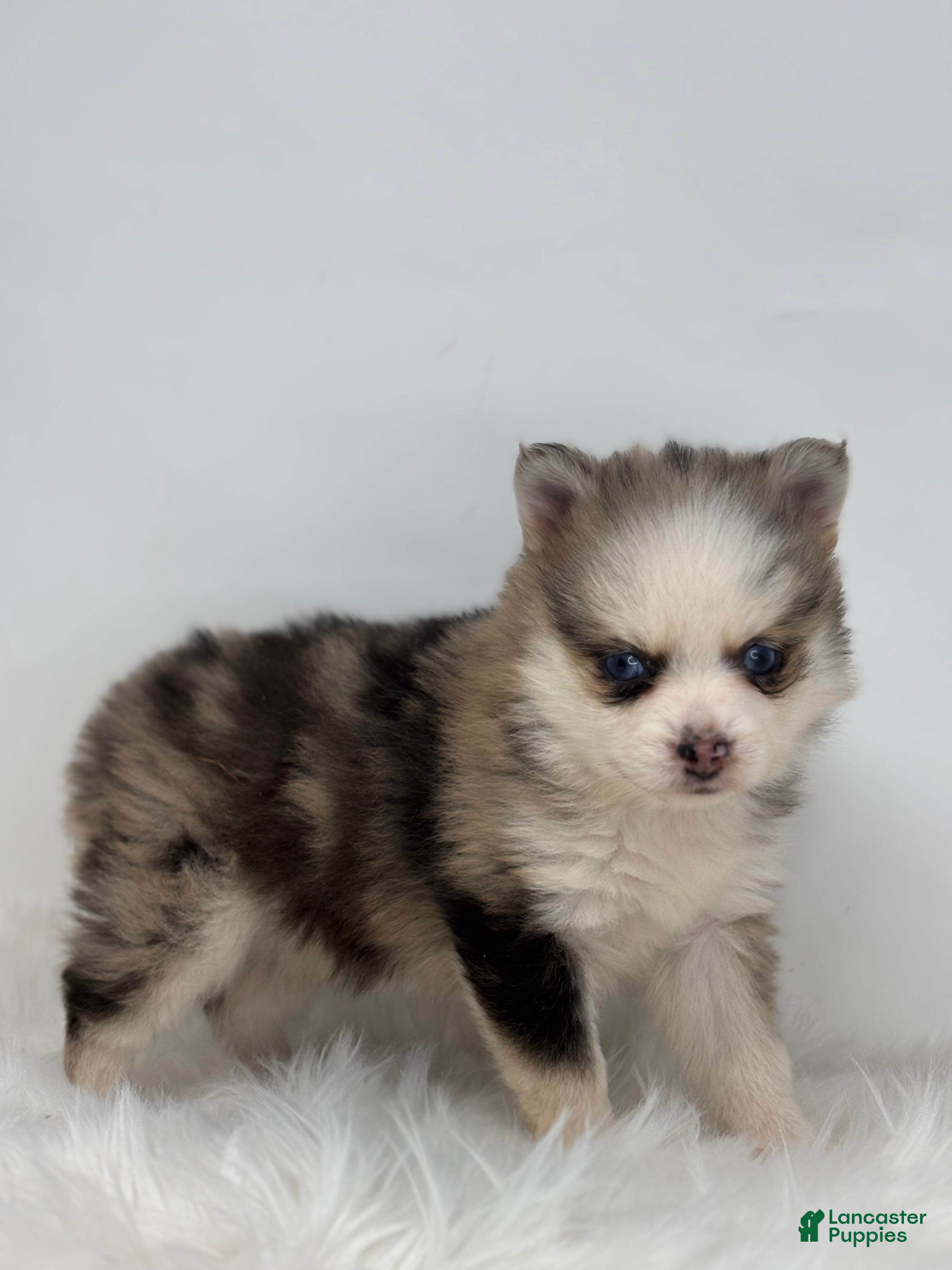 Pomsky dogs Hadley - Ad 2