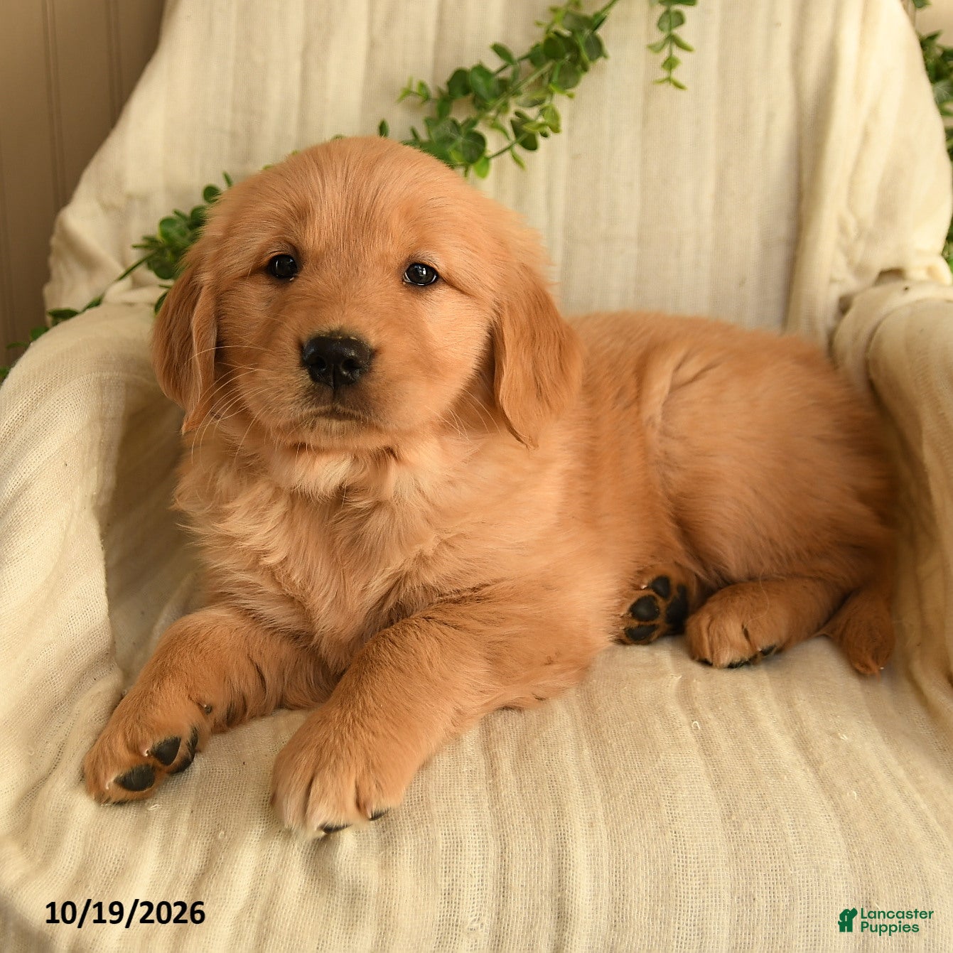 Golden Retriever dogs for sale: Cathy - Ad 2
