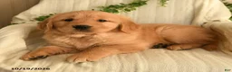 Golden Retriever dogs for sale: Cathy - Ad 2
