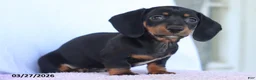 Miniature Dachshund dogs for sale: Samson - Ad 2