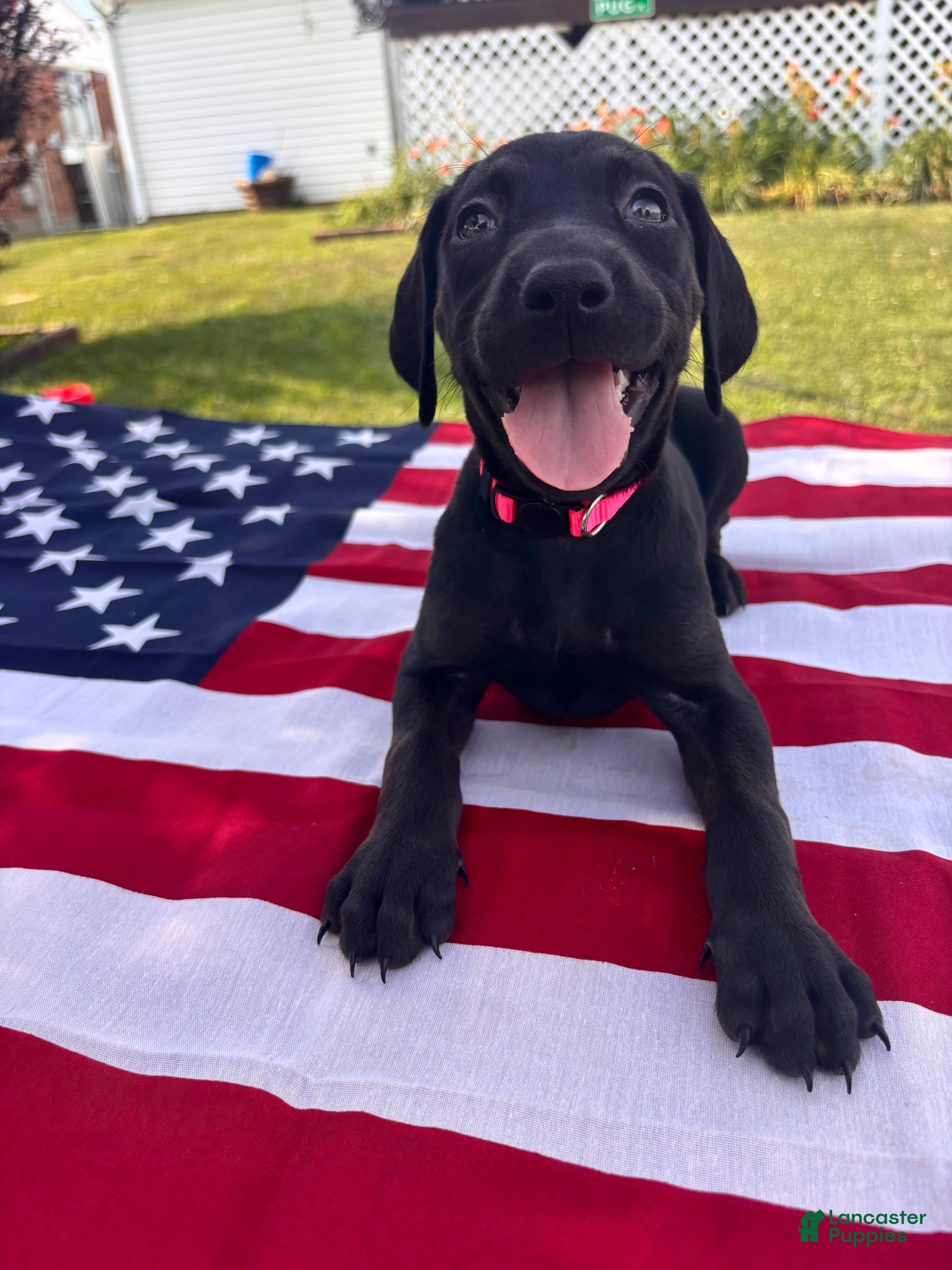 Mixed Breed dogs Mars - Ad 5