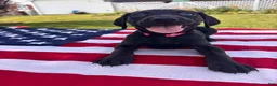 Mixed Breed dogs for sale: Mars - Ad 1