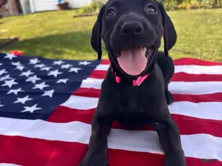 Mixed Breed dogs Mars - Ad 18