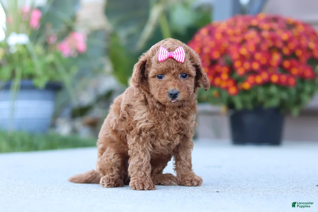 Miniature Poodle dogs for sale: Nala - Ad 2