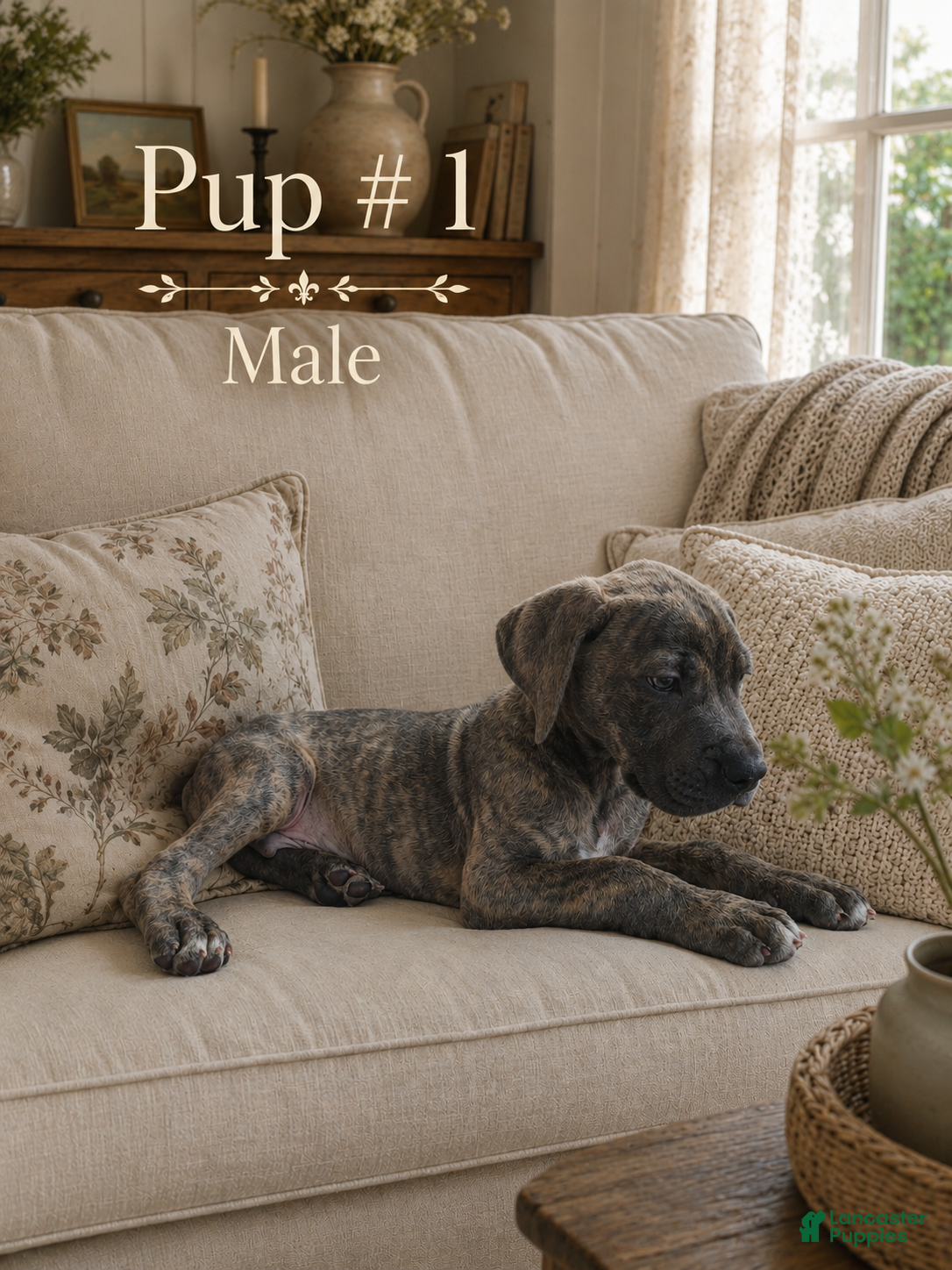 Great Dane dogs Great Dane 1 - Ad 36