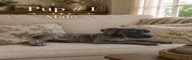 Great Dane 1