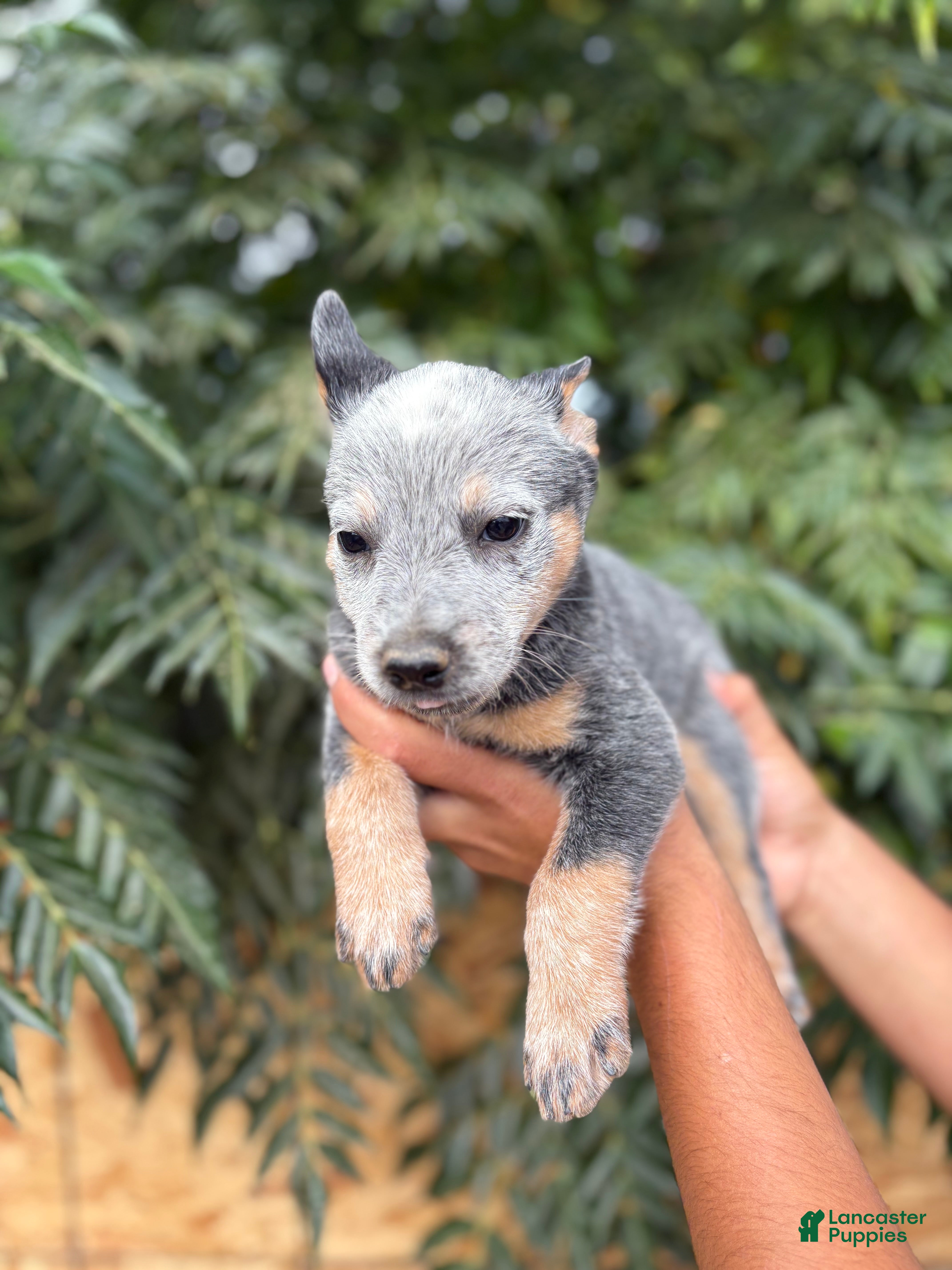 Australian Cattle Dog dogs Australian Cattle Dog 4 - Ad 3