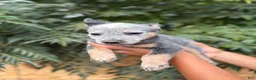 Australian Cattle Dog dogs for sale: Australian Cattle Dog 4 - Ad 1