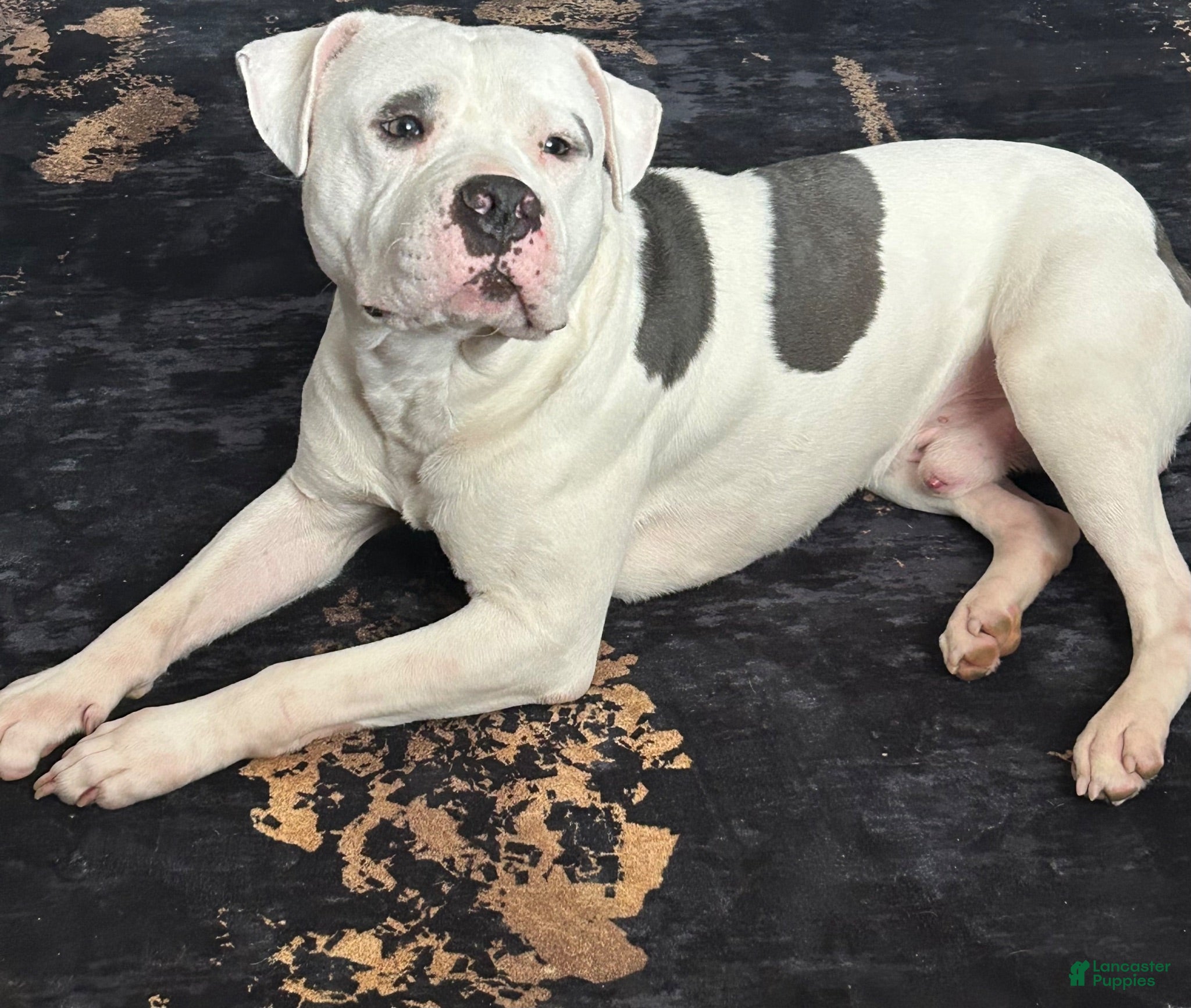 American Pit Bull Terrier dogs Stud fee - Ad 30