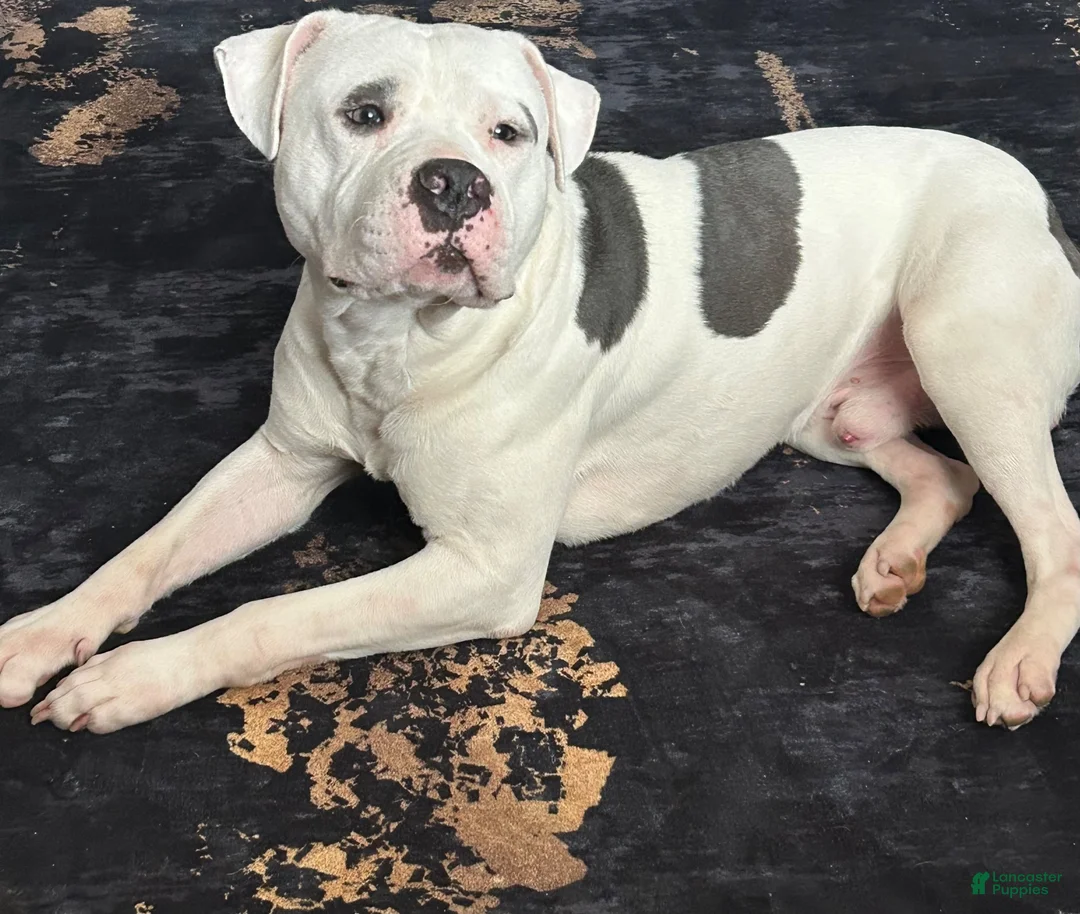 American Pit Bull Terrier dogs for stud: Stud fee - Ad 1