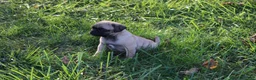 Jug dogs for sale: Tisha - Ad 5