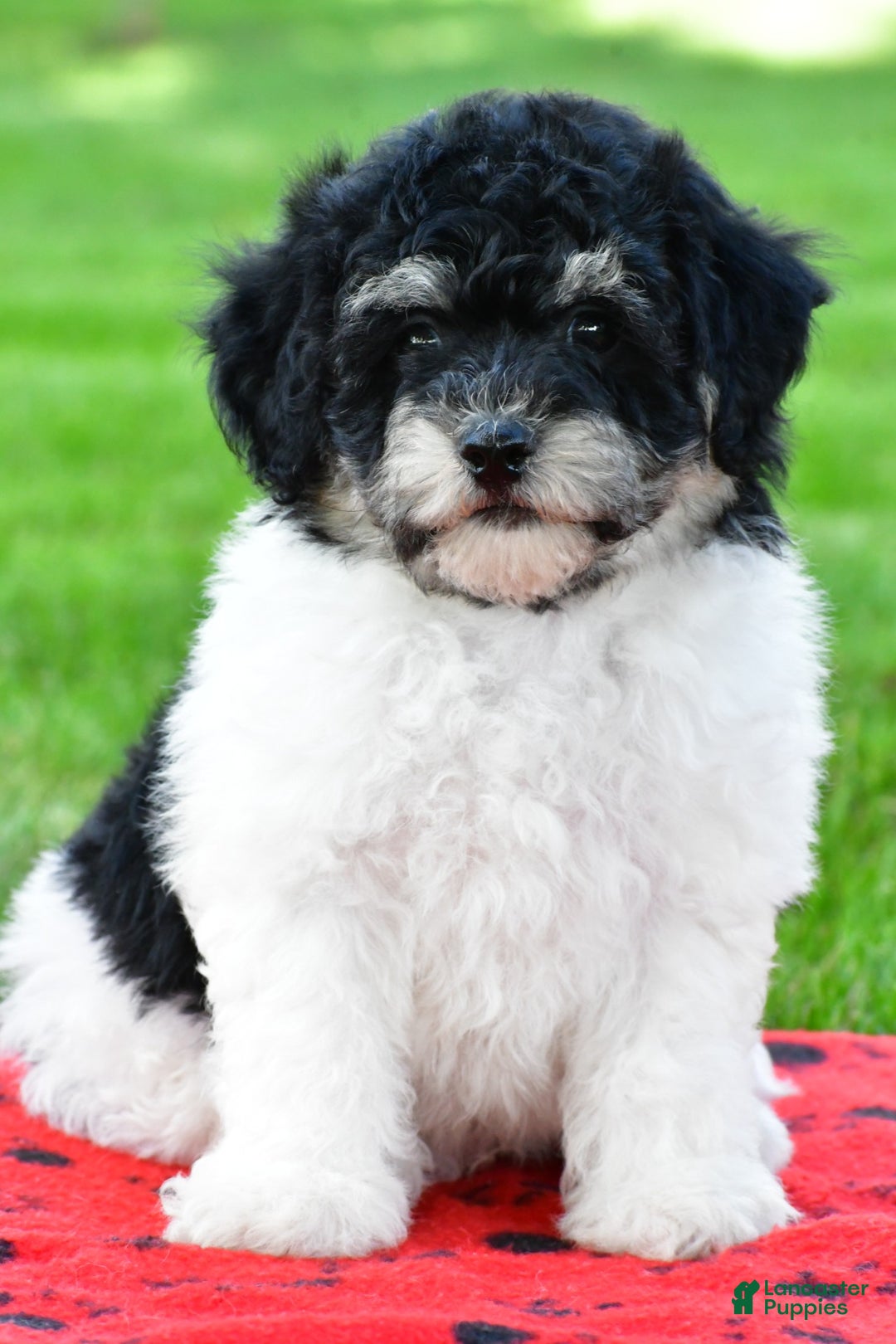 Bichpoo dogs for sale: knox - Ad 13