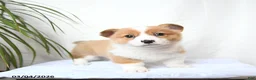 Welsh Corgi Pembroke dogs for sale: Moose - Ad 4
