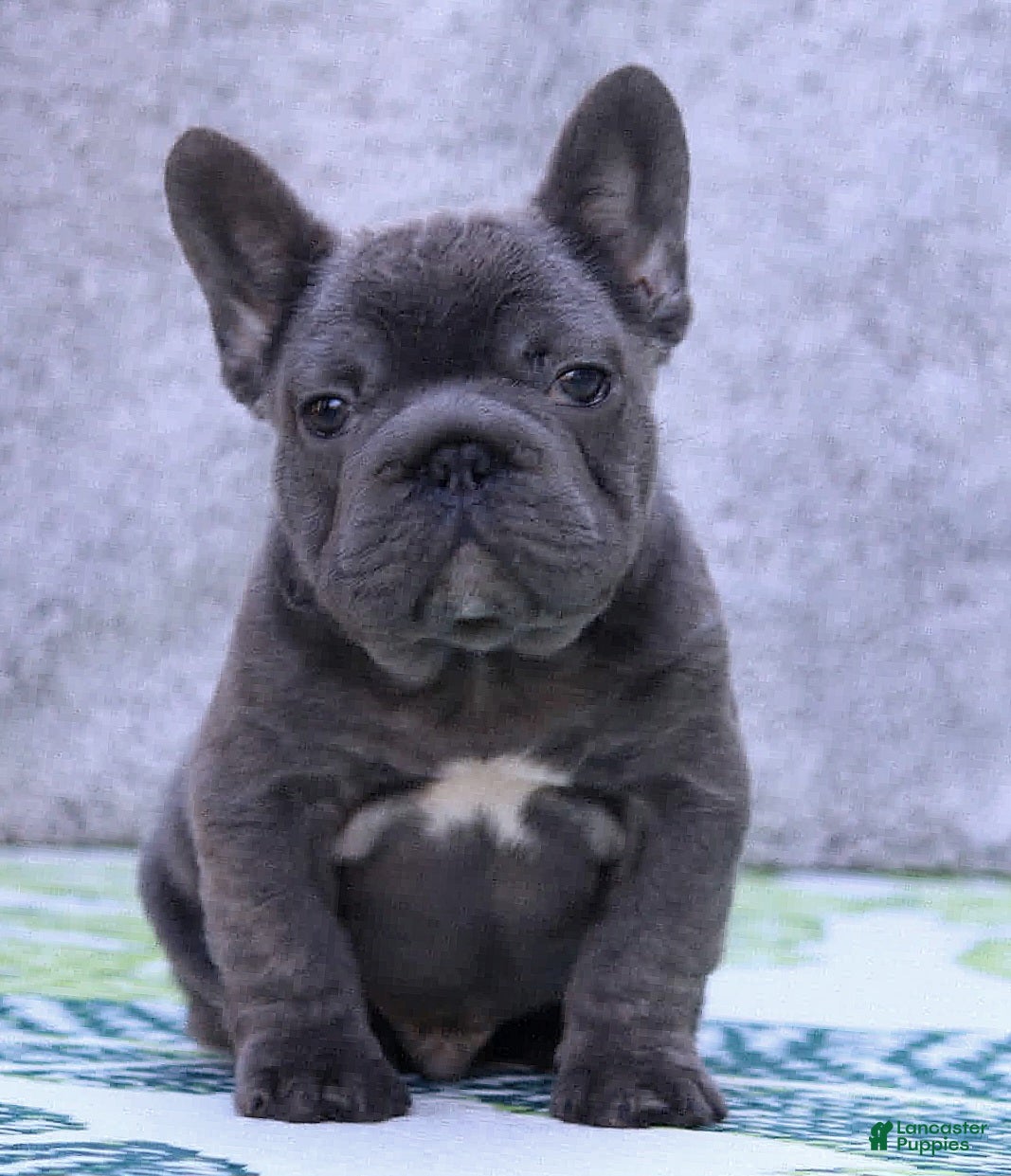 French Bulldog dogs for sale: French Bulldog Puppy 1 - Ad 3