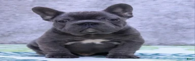 French Bulldog Puppy 1