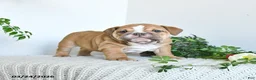 English Bulldog dogs for sale: Tessa - Ad 3