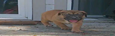 Mixed Breed 4