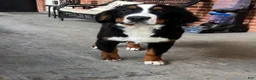 Bernese Mountain Dog dogs for sale: Bernese Mountain Dog 1 - Ad 3