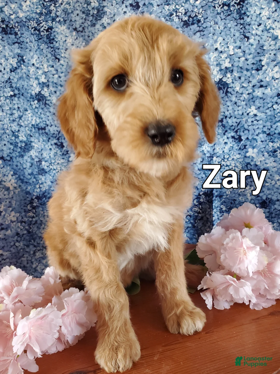 Mini Goldendoodle dogs for sale: Zary - Ad 2