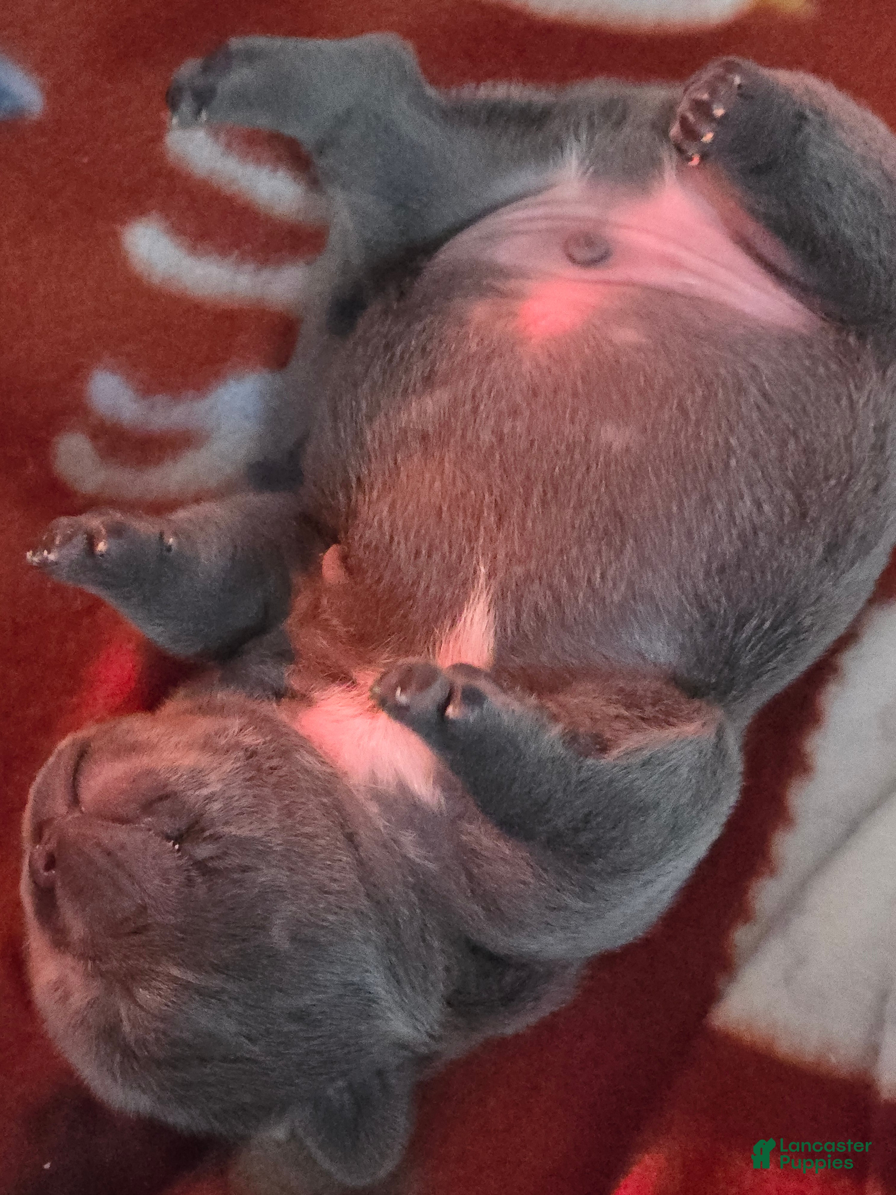 French Bulldog dogs French Bulldog Puppy 1 - Ad 29