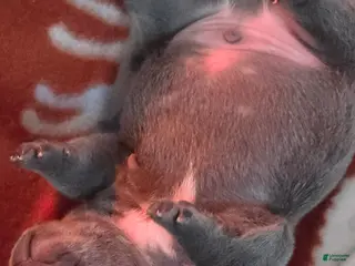 French Bulldog dogs French Bulldog Puppy 1 - Ad 29