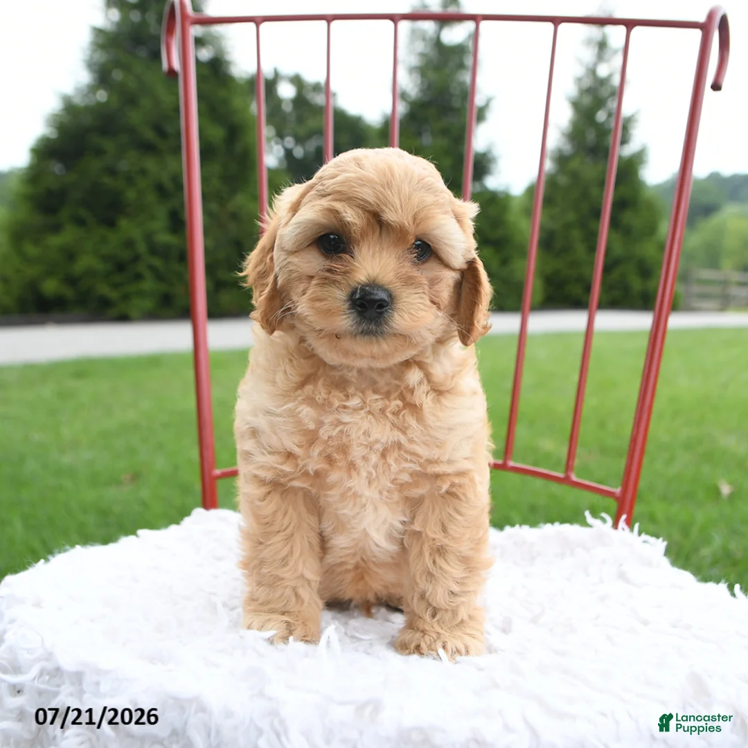 Cockapoo dogs for sale: Zion - Ad 2
