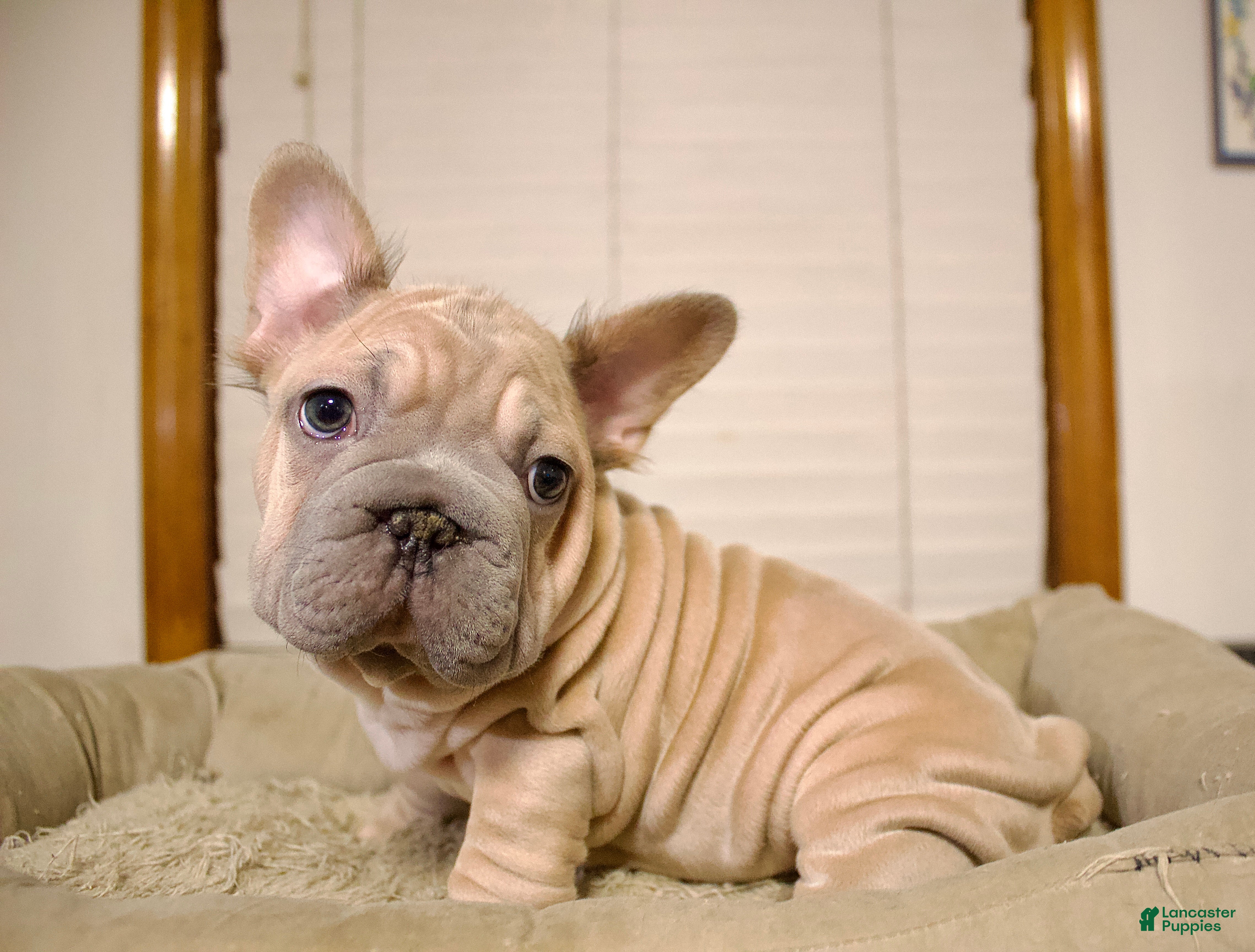 French Bulldog dogs Maverick - Ad 1