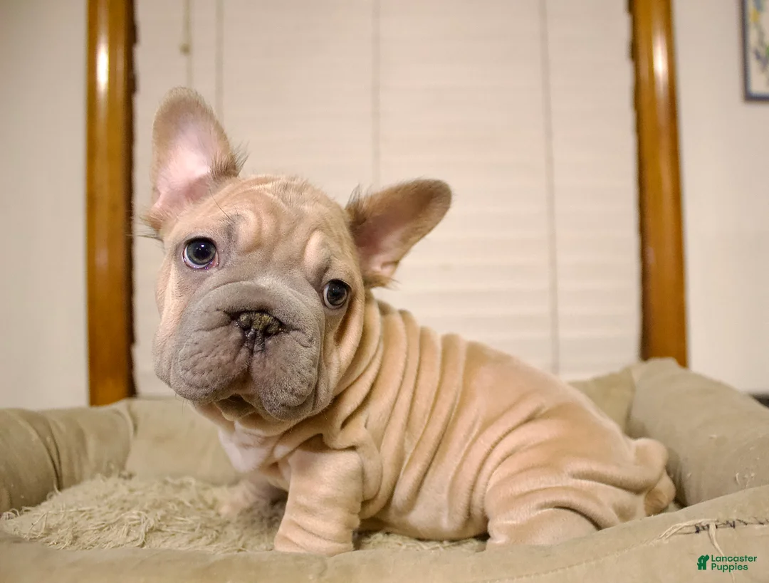 French Bulldog dogs for sale: Maverick - Ad 1